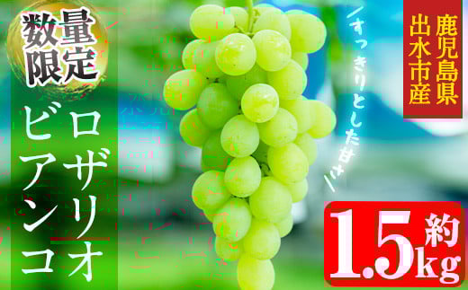 i212 ≪数量・期間限定≫ロザリオビアンコ (計約1.5kg) ぶどう グレープ 果物 くだもの フルーツ 葡萄 高級 高級品種 旬 すっきりした甘さ 冷蔵 【山門ぶどう園】鹿児島県出水市14000果物・フル