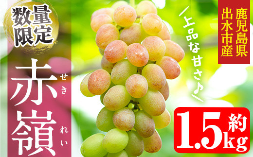 i213 ≪数量・期間限定≫赤嶺(セキレイ) (計約1.5kg) ぶどう グレープ 果物 くだもの フルーツ 葡萄 旬 糖度 上品な甘さ 歯ごたえ 冷蔵 【山門ぶどう園】鹿児島県出水市14000果物・フルーツマス