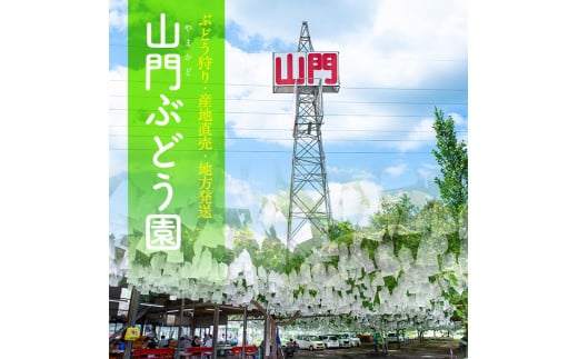 i214 ≪数量・期間限定≫ シャインマスカット (計1.5kg) 国産 鹿児島 出水市 ぶどう ブドウ 果物 くだもの フルーツ シャインマスカット 葡萄 旬 種なし 歯ごたえ 冷蔵 【山門ぶどう園】鹿児島
