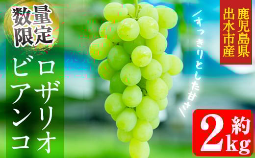 i347 ≪数量・期間限定≫ロザリオビアンコ (計約2kg) ぶどう グレープ 果物 くだもの フルーツ 葡萄 高級 高級品種 旬 すっきりした甘さ 冷蔵 【山門ぶどう園】鹿児島県出水市18000果物・フル