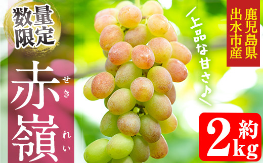 i348 ≪数量・期間限定≫赤嶺(セキレイ) (計約2kg) ぶどう グレープ 果物 くだもの フルーツ 葡萄 旬 糖度 上品な甘さ 歯ごたえ 冷蔵 【山門ぶどう園】鹿児島県出水市18000果物・フルーツマスカ