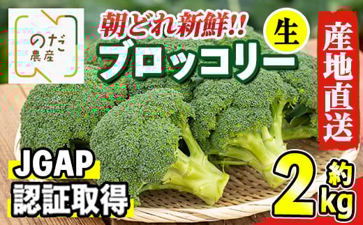 i994 ≪先行予約受付中!2025年12月上旬〜4月下旬の間に発送予定≫ ブロッコリー 約2kg (M〜L玉) 鹿児島 出水 国産 生 野菜 ブロッコリー 朝どれ 新鮮 産地直送 JGAP認証 安心安全 【のだ農産】鹿