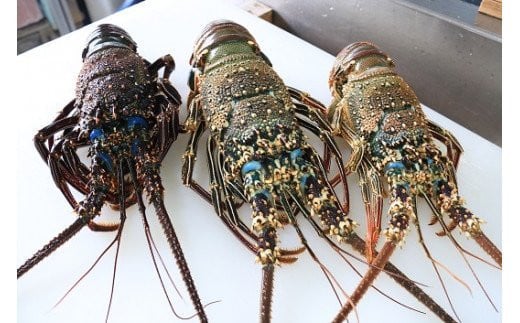 漁師が素潜りでとったイセエビ(仁太丸)鹿児島県大和村50000魚介・海産物エビ