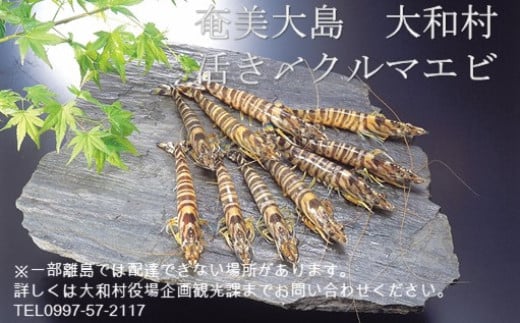 いわさき活〆冷凍車海老(180g、6〜8尾入り)鹿児島県大和村8000魚介・海産物エビ