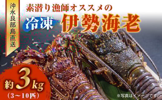 沖永良部島直送!素潜り漁師オススメの冷凍伊勢海老 約3kg(3〜10匹)! W030-004u鹿児島県和泊町90000魚介・海産物エビ