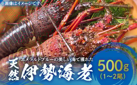 ■ エメラルドブルーの美しい海で獲れた天然伊勢海老 500g(1〜2尾) W057-001u鹿児島県和泊町18000魚介・海産物エビ