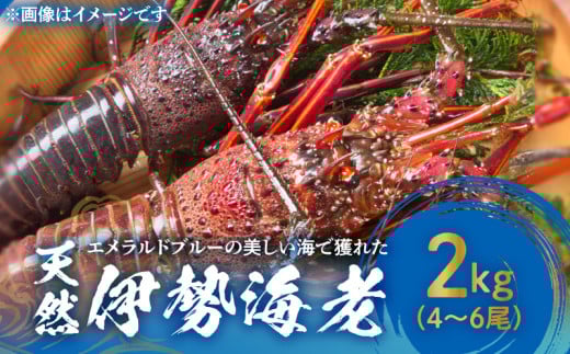 ■ エメラルドブルーの美しい海で獲れた天然伊勢海老 2kg(4〜6尾) W057-003u鹿児島県和泊町56000魚介・海産物エビ