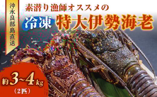 ■沖永良部島直送!素潜り漁師オススメの特大冷凍伊勢海老 約3〜4kg(2匹)! W030-010u鹿児島県和泊町100000魚介・海産物エビ