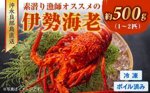 沖永良部島直送!素潜り漁師オススメのボイル済み冷凍伊勢海老 約500g(1〜2匹)! W030-017鹿児島県和泊町23000魚介・海産物エビ