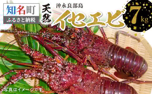 沖永良部島の天然イセエビ 7kg C010-015鹿児島県知名町184000魚介・海産物エビ