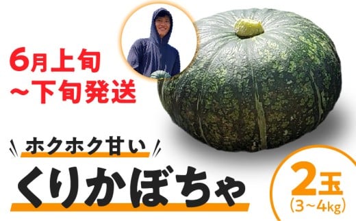 【2026年先行予約】くりかぼちゃ 2玉 C062-003-01鹿児島県知名町11000野菜・きのこその他 野菜