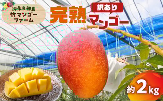 【2026年先行予約】竹マンゴーファームの完熟マンゴー約2キロ(訳あり) C039-005-02鹿児島県知名町22000果物・フルーツマンゴー・パイナップル