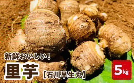 【2026年先行予約】新鮮おいしい!里芋(石川早生丸)5kg 6月お届け C056-002鹿児島県知名町23000野菜・きのこじゃがいも・イモ類