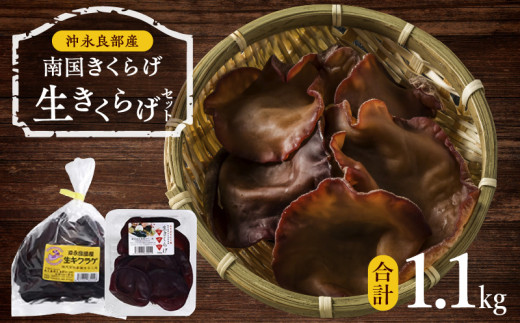 南国きくらげ 生セット C070-001鹿児島県知名町12000野菜・きのこきのこ