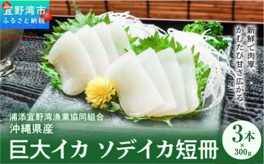 【沖縄県産 巨大イカ】ソデイカ短冊沖縄県宜野湾市17000魚介・海産物イカ・タコ・ウニ