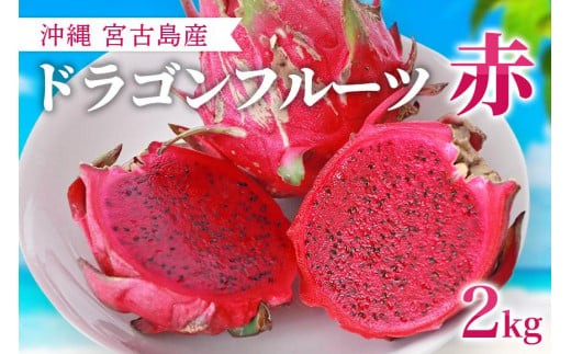 ※品切れ※沖縄県宮古島産|ドラゴンフルーツ(赤)2kg【2025年発送】沖縄県宮古島市16000果物・フルーツその他 果物・フルーツ