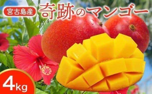 CZ013《先行予約2026年発送》【宮縁果樹園】宮古島産 奇跡のマンゴー 4kg 優品沖縄県宮古島市92000果物・フルーツマンゴー・パイナップル