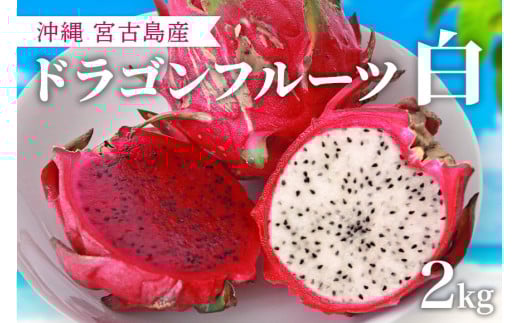 ★品切れ★沖縄・宮古島産|ドラゴンフルーツ(白)2kg【2025年夏発送】沖縄県宮古島市16000果物・フルーツその他 果物・フルーツ