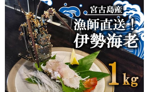 GA001 漁師直送! 宮古島の冷凍島伊勢海老 1kg沖縄県宮古島市36000魚介・海産物エビ