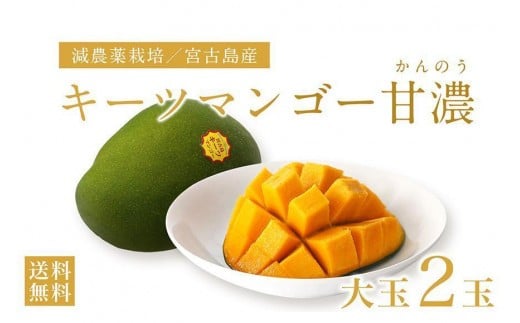 《先行予約》沖縄県宮古島産 減農薬栽培 キーツマンゴー甘濃(かんのう)2玉【琉球マルシェ】沖縄県宮古島市40000果物・フルーツマンゴー・パイナップル