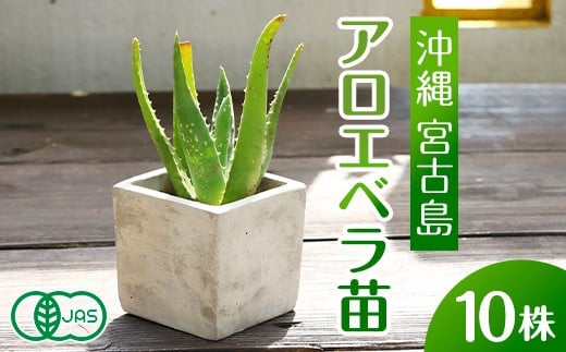 アロエベラ 苗 10株 沖縄・宮古島産|有機JAS 観葉植物沖縄県宮古島市42000野菜・きのこその他 野菜