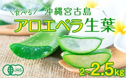 アロエベラ 食用 大きな生葉(2枚〜3枚) 沖縄・宮古島産|有機JAS沖縄県宮古島市8000野菜・きのこその他 野菜