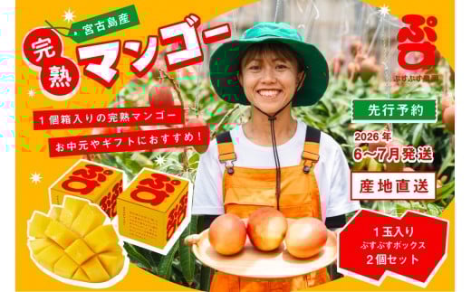 【ぷすぷす農園】<2026年発送先行予約>宮古島産完熟マンゴー1玉入り×2個セット(農園直送)(KY005)沖縄県宮古島市16000果物・フルーツマンゴー・パイナップル