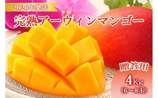 <先行予約2026年発送>宮古島産“完熟アーウィンマンゴー”《贈答用》4kg【福来多まつばらマンゴー園】(MF03)沖縄県宮古島市48000果物・フルーツマンゴー・パイナップル