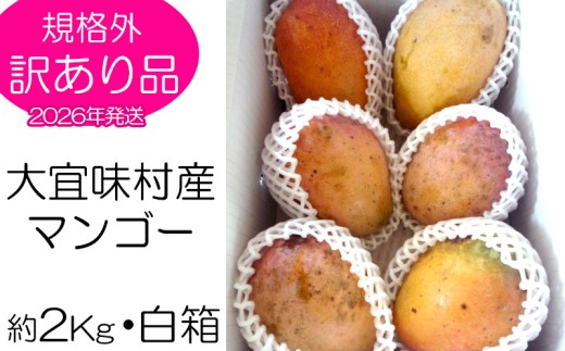 【2026年発送】訳あり品!!大宜味村産マンゴー【約2kg・白箱】 訳アリ 先行予約 沖縄 甘味 糖度 濃厚 おいしい お土産 まんごー アーウィン 果物 くだもの 果実  ふるさと納税 2キロ トロピ