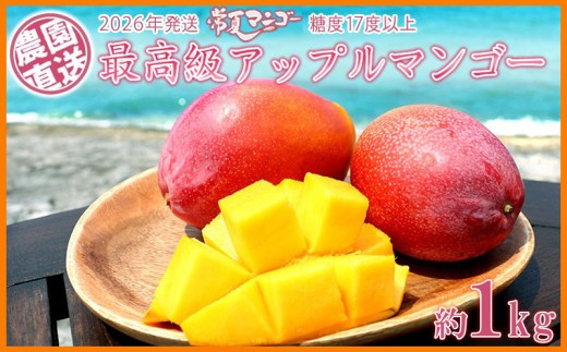 【2026年発送】最高級 常夏アップルマンゴー!糖度17度以上 約1kg農園から直送 最高級 先行予約 沖縄 甘味 糖度 濃厚 美味しい お土産 おいしい ギフト とろける甘さ 香り アーウィン 果汁