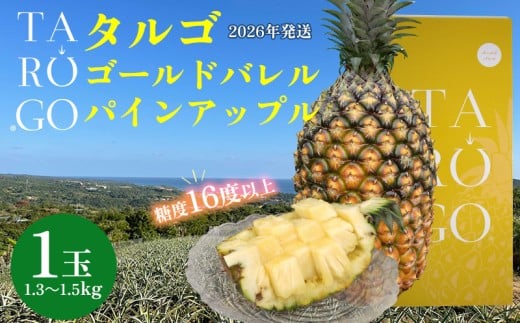 TARUGO 贈答用ゴールドバレルパイン 1玉(1.3〜1.5kg)2026年発送 糖度16度以上 パイン パインアップル パイナップル タルゴ タルゴゴールド 贈答用 化粧箱 贈り物 ゴールドバレル 国産パイン