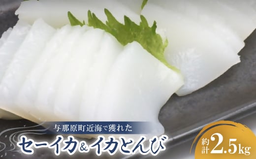 セーイカ2kg イカとんび500g お刺身用 約2.5kg【1571052】沖縄県与那原町34000魚介・海産物イカ・タコ・ウニ