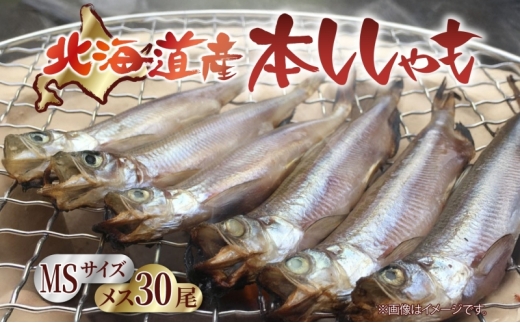 北海道産 阿部水産 ししゃも メス MS 30尾セット 本ししゃも 雌 メス たまご 卵 北海道土産 季節限定 ほくほく 子魚 無添加 クール便 冷凍  北海道 日高町北海道日高町11000魚介・海産物その他