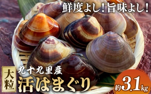 大粒活はまぐり 約3.1kg 【某TV番組で全国1位になった大粒活はまぐり】 九十九里 産  国産 貝類 貝 魚貝類 無添加 魚介  バーベキュー BBQ お吸い物 海の幸 海 魚 水産 海の幸 贈答 ギフト プレ