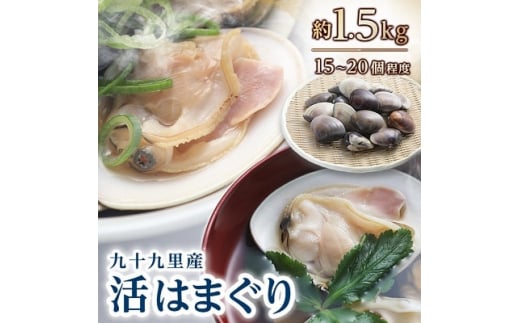< 定期便 固定月 > 天然 活はまぐり 詰合せ 全6回発送  はまぐり ハマグリ 蛤 九十九里産 国産 天然貝 魚貝類 無添加 魚介 海の幸 出汁 ダシ 酒蒸し 焼きハマグリ お吸い物 パスタ 産地直送
