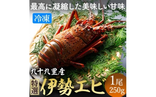 活け〆 冷凍 伊勢海老 (刺身用)  約250g/1尾入り 伊勢 海老 エビ 九十九里浜 九十九里 急速冷凍 瞬間冷凍 冷凍 真空個装 真空パック 刺身 生食用 魚介 新鮮 高級 人気 お祝い ギフト お取り寄せ
