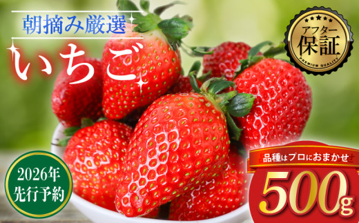 【2026年2月より発送】 【先行受付】品種おまかせいちご 500g 0.5kg  新鮮 産地直送 朝摘み 厳選 アフター 保証 付き 2026 2月 3月 発送 いちご 苺 フルーツ 果物 くだもの 品種おまかせ おまかせ