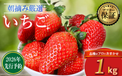 【2026年2月より発送】 【先行予約】 品種おまかせいちご 1000g  1kg  新鮮 産地直送 朝摘み 厳選 アフター 保証 付き いちご 苺 フルーツ 果物 くだもの 品種おまかせ おまかせ とちおとめ やよ