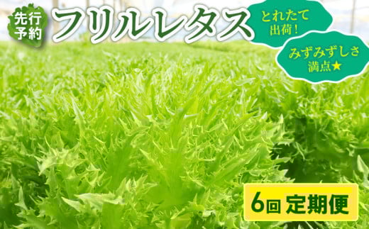 【先行予約】 フリルレタス 全 6回 発送 < 定期便 固定月 > 新鮮レタス フレッシュ レタス サラダ 健康志向 野菜 こだわり 産地直送 土壌栽培 新鮮 とれたて 採れたて 冷蔵 低カロリー ヘル