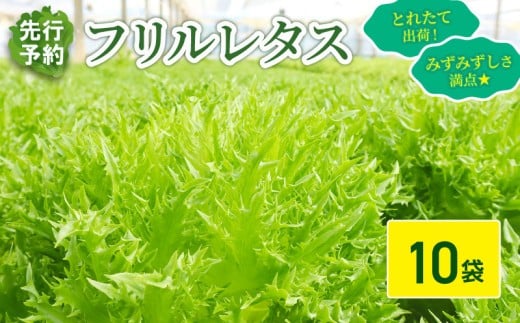 フリルレタス 10袋 セット 【 先行予約 】【11月中旬〜発送】 新鮮レタス フレッシュ レタス サラダ 野菜 やさい こだわり 産地直送 土壌栽培 新鮮 とれたて 採れたて 冷蔵 低カロリー ヘルシ