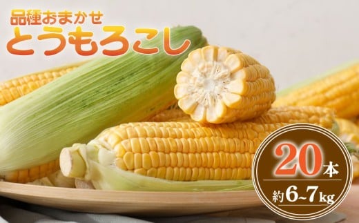 【 2026年 先行予約 】とうもろこし 20本 約6〜 7kg 品種 おまかせ 数量限定 期間限定 ゴールドラッシュ おおもの ジューシー 甘い シャキシャキ 黄色い トウモロコシ コーン 茹で 焼き コーン