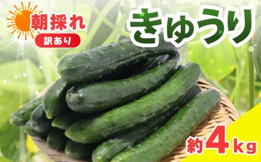 訳あり きゅうり 約4kg きゅうり 胡瓜 野菜 夏野菜 サラダ 冷麺 漬物 漬け物 ぬか漬け 酢の物 1本漬け 浅漬け 冷やしきゅうり キムチ きゅうりちくわ ちくわきゅうり 産地直送 新鮮 訳あり 千