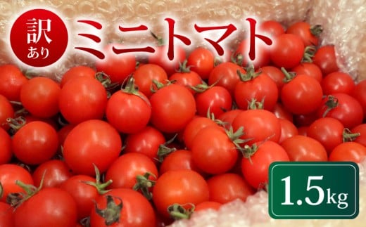 訳あり ミニトマト 1.5kg 常温配送 2025年11月以降順次発送 トマト 旬 新鮮 野菜 やさい 夏野菜 とまと 簡易包装 箱入り ご褒美 サラダ トマトジュース パスタ お弁当 ジューシー  産地直送 千葉