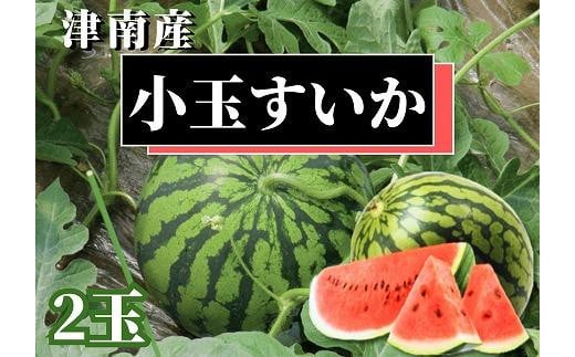 【令和8年産 先行予約】 スイカ 小玉 2玉 ( 1玉 : 約1.6 〜 2.5kg ) 津南町産 | すいか 西瓜 甘い フルーツ ふるーつ 果物 くだもの 季節限定 おすすめ ギフト 贈り物 贈答用 新潟県 津南町新潟県津