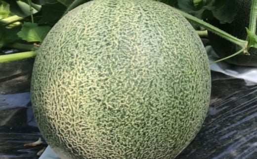 ys\ 2026N7ȍ~zт킱 1 (1.6kgȏ) t[c ʕ fU[g Is / ЃLt@[ [BICL001]ꌧIs10000ʕEt[cEXCJ