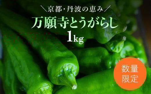 【2025年6月下旬発送開始!】万願寺とうがらし 1s / ふるさと納税 京野菜 野菜 旬の野菜 万願寺とうがらし 伝統野菜 京都 京都府 福知山市 FCDB039京都府福知山市12000野菜・きのこその他 野菜