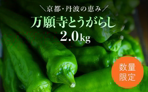 【2025年6月下旬発送開始!】万願寺とうがらし 2s / ふるさと納税 京野菜 野菜 旬の野菜 万願寺とうがらし 伝統野菜 京都 京都府 福知山市 FCDB040京都府福知山市20000野菜・きのこその他 野菜