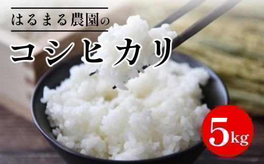 【先行予約】令和7年産新米 京都丹波福知山産 はるまる農園のコシヒカリ 5kg / ふるさと納税 精米 米 こめ ご飯 ごはん 白米 コシヒカリ こしひかり 特別栽培米 FCCN009京都府福知山市14000米