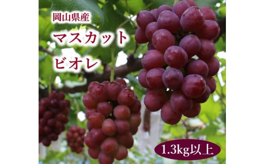 岡山県産 ぶどう マスカットビオレ 1.3kg以上 <10月中旬から11月中旬発送> _A19岡山県勝央町20000果物・フルーツマスカット・ぶどう