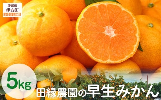 【数量限定/先行予約】田縁農園の早生みかん(生果)5kg (2025年11月10日より順次発送) 【 ふるさと納税 人気 おすすめ ランキング みかん ミカン 蜜柑 早生みかん 早生ミカン フルーツ 果